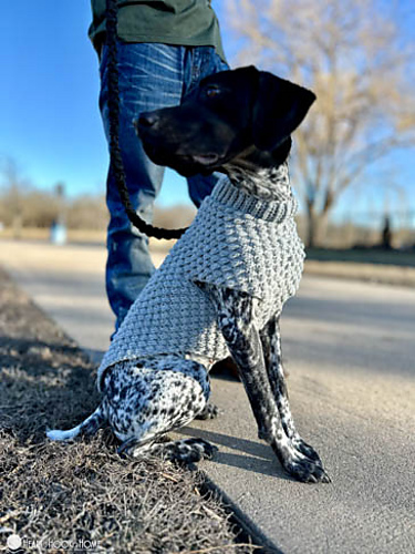 Wild Berry Dog Sweater photo 9