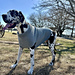 Large & Giant Dog Sweater photo 3