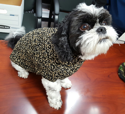Crochet Dog Sweater photo 6