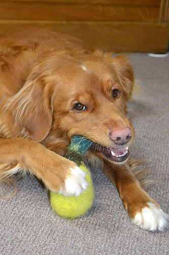 Quack Duck Toy photo 2