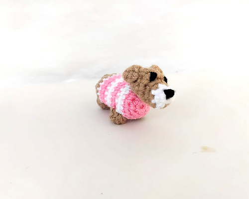Daisy Dachshund Dog