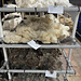 Washed & Scoured Fleece at Blue Thistle Fibers Fiber Mill & Natural Dye Studio in Gauley Bridge, West Virginia - Gateway to New River Gorge National Park