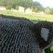 Simple Animal Ear Beanie pattern