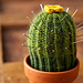 Woolly Cacti: One Pattern, Three Looks photo 4