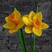 Daffodil long stem pattern 