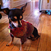 Rico's First Cardigan photo 4