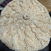 Beretamandine pattern 