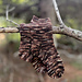 Heartwood pattern 