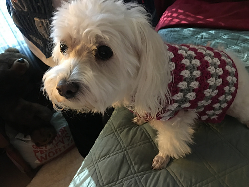 Well Dressed Dog Coat photo 10
