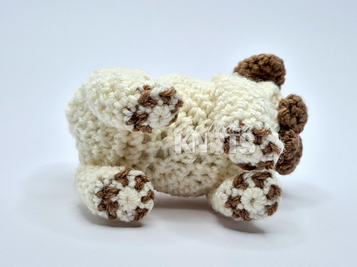 Pug photo 4