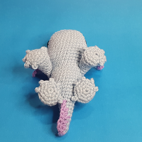 Axolotl photo 8