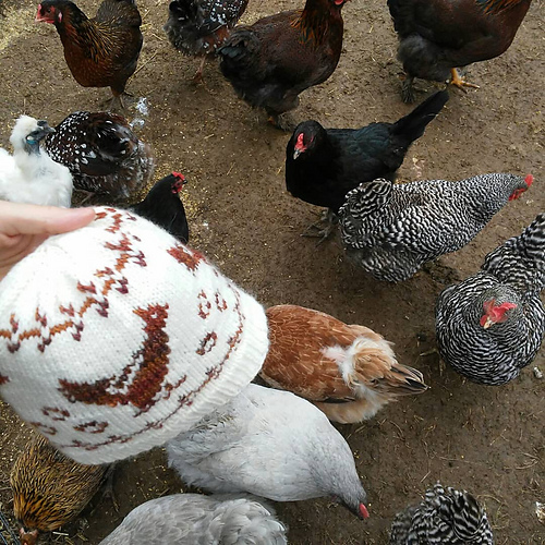 Rhode Island red photo 7