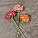 Carnation Flowers pattern 