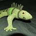 Iguana pattern