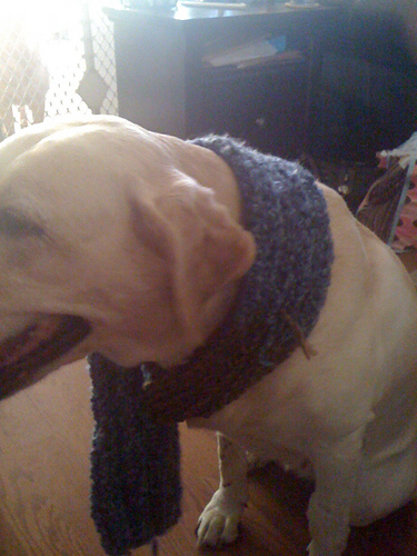 K2P2 Bulky Weight Scarf for a Pit Bull photo 1