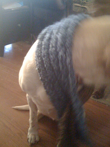 K2P2 Bulky Weight Scarf for a Pit Bull photo 2