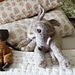 Whippet pattern 