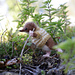 Shrew pattern 