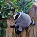 Jimothy the Raccoon pattern 
