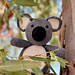 Kioni the Koala pattern 