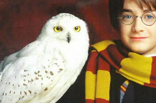 Skjerf Harry Potter - Eléonore Briade