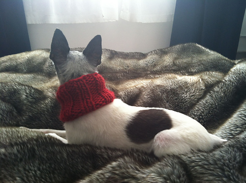 cowl for little dogs photo 3