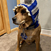 Easy Crochet Shark Pet Hat with Pom-pom's pattern 