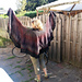Wooly Moment pattern