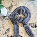 Etoile Ruffle Neckerchief pattern