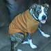 Dog Sweater Pattern Generator pattern 