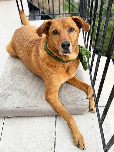 Lucky Charm Dog Scarf photo 5