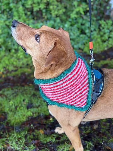 Christmas Elf Dog Bandana