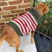 Christmas Elf Dog Sweater pattern