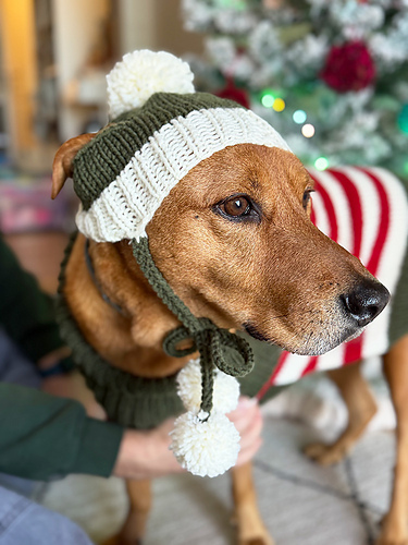 Bobble Dog Hat With Ear Holes photo 3