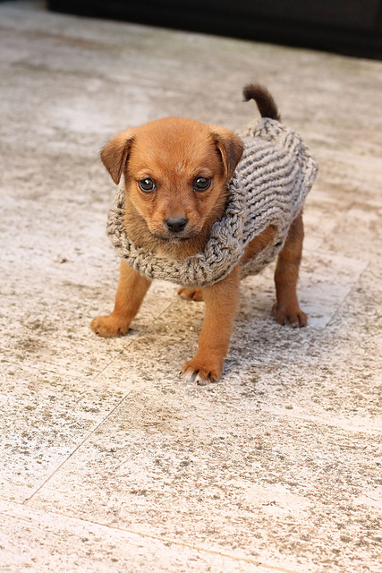 small dog sweater knitting pattern