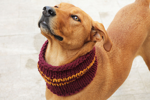 Gryffindor Dog Cowl