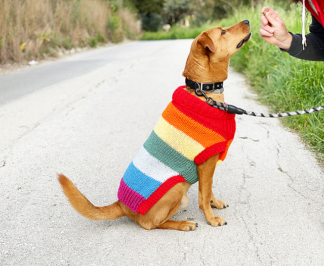 rainbow dog jumper