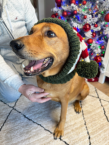 Dog Elf Hat photo 3