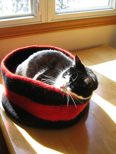Junebug's Kitty Bed