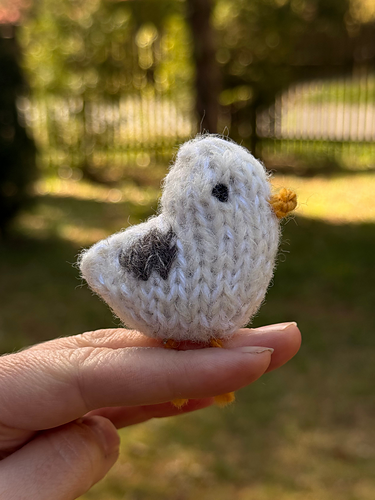 pocket seagull mała mewa