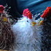Crochet Mama Hen Cozies photo 3