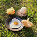 Egg and Fried Egg pattern