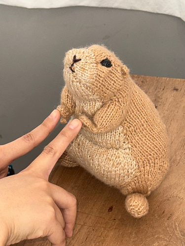 Prairie dog