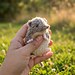 Shrew pattern 