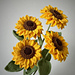 SUNFLOWER pattern 