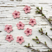Cherry Blossom photo 3