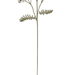 Yarrow pattern 