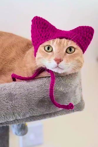 Cat Ear Beanie Pet Hat