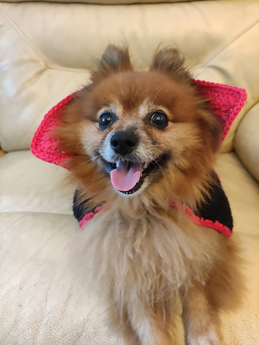 Katt Halloween-Vampyrkappe - Ivy Lo