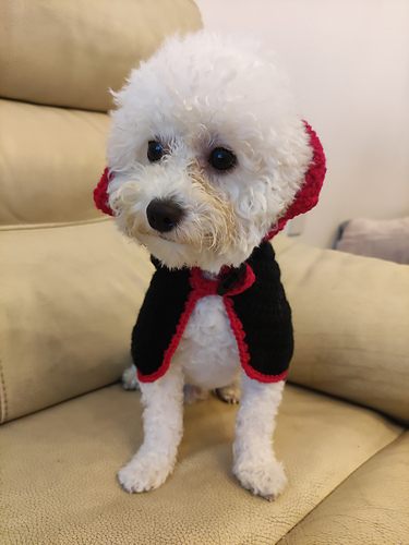 Katt Halloween-Vampyrkappe - Ivy Lo